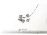 Click for 1 image(s) for this accession. FRUIT